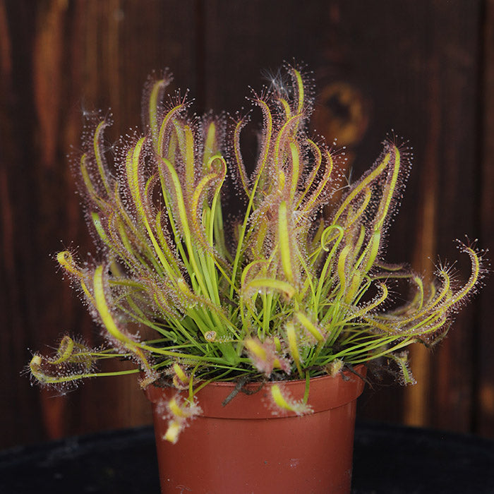 Drosera capensis alba