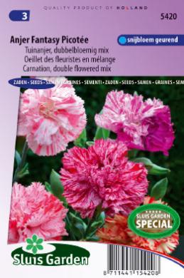 Carnation Chabaud giant double Marie Chabau