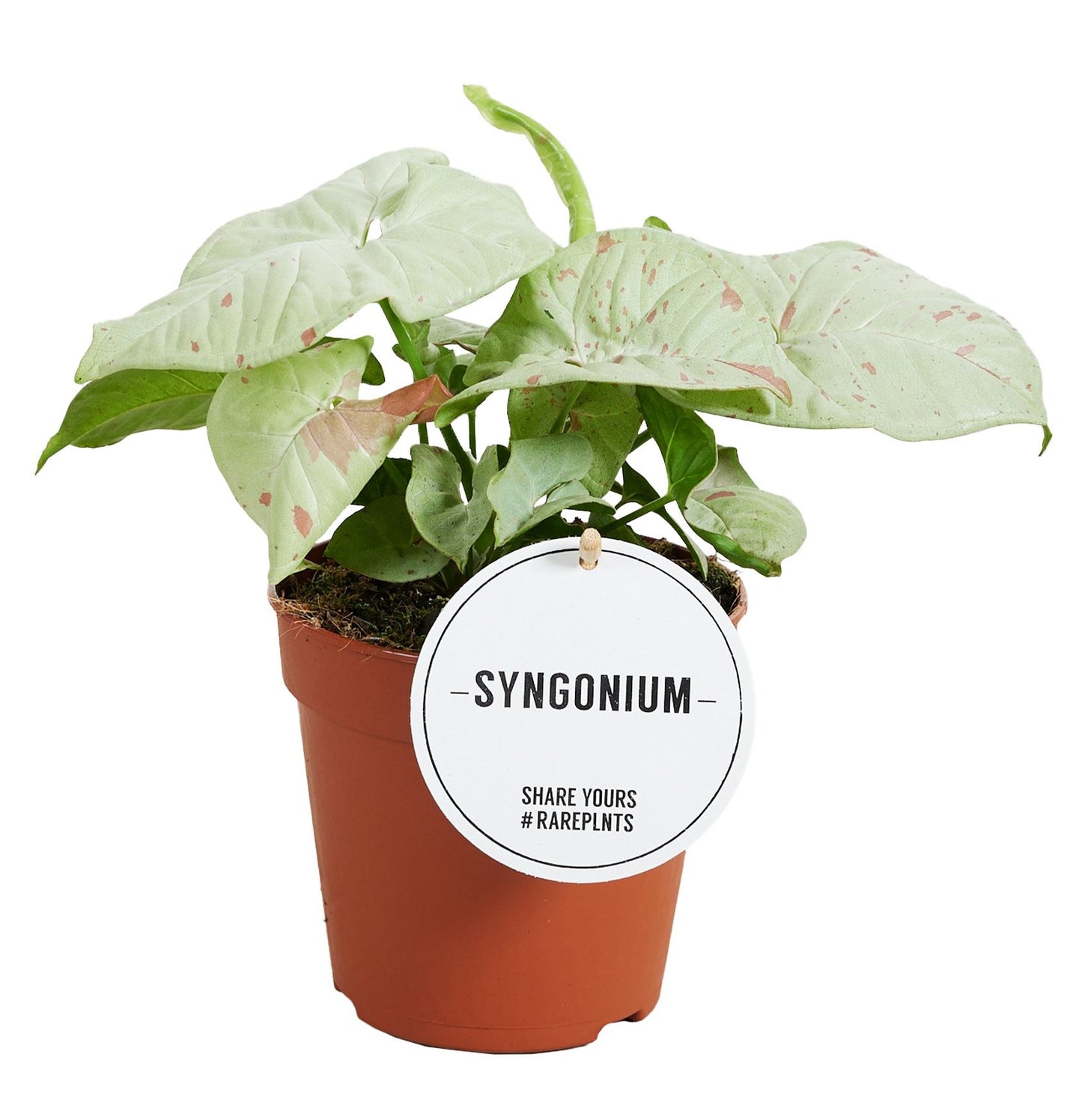 Syngonium Confetti