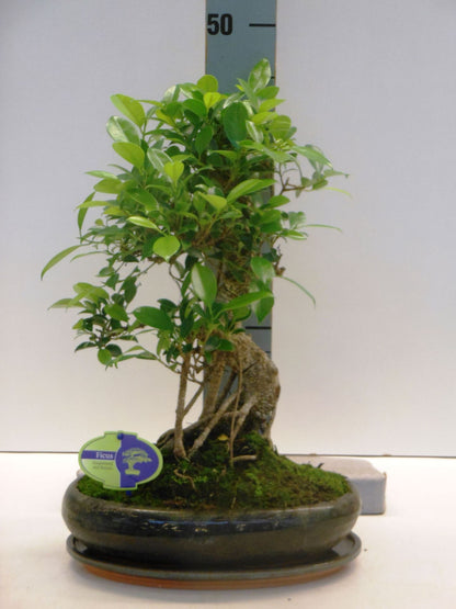 Bonsai, Ficus retusa, 29cm.,