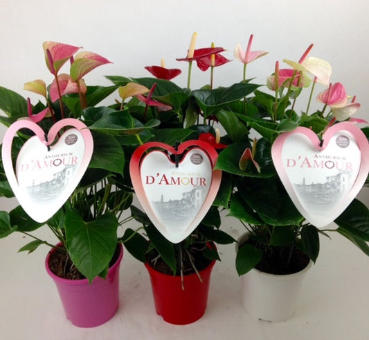 Anthurium a  mixed   أنثوريوم المختلط