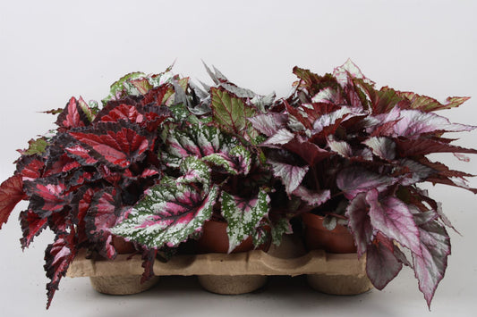 Begonia Beleaf in Eco tray