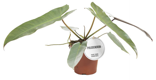 Philodendron Atabapoense 12cm