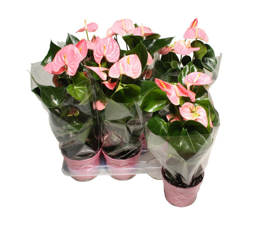 Anthurium XL.61 Sweet Leny 17cm