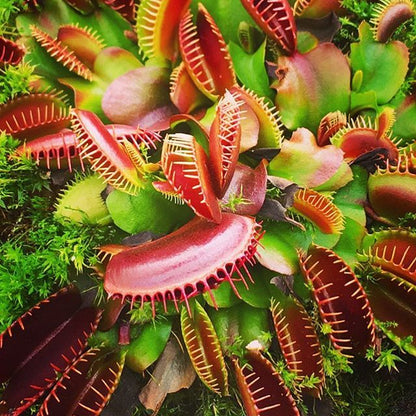 Dionaea Muscipula red dragon