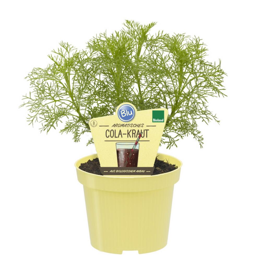 Artemisia abrotanum نبات الكولا العطري