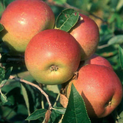 coxs orange تفاح البرتقال