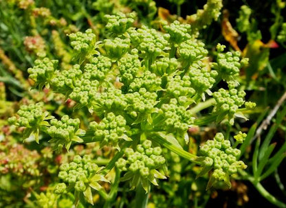 Crithmum maritimum