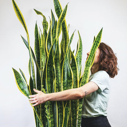 Sansevieria 80 cm