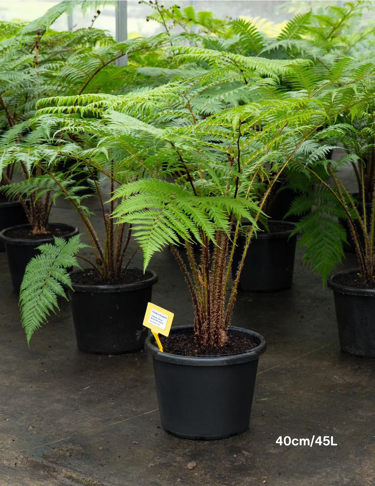 Chamaedorea cataractarum 'Stella' نخلة ستيلا