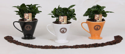 Coffea in  koffiefilter كوب قهوة عربية