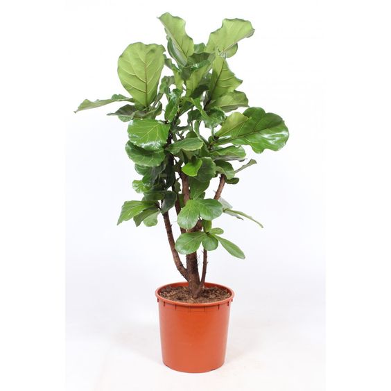 Ficus Lyrata branched فيكوس ليراتا