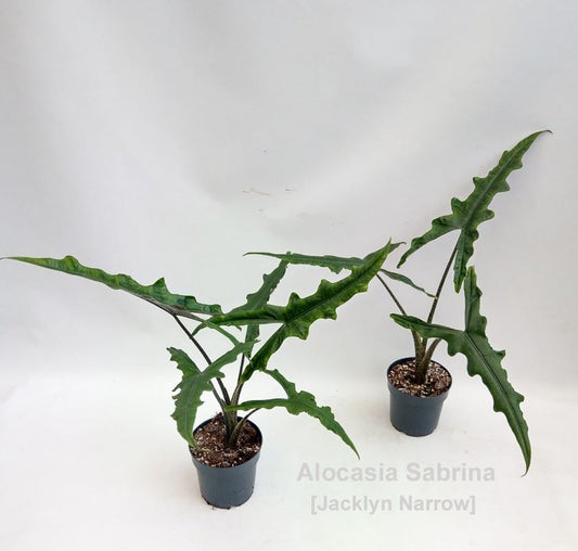 Alocasia Sabrina 14cm الوكاسيا الزيبرا المهجنة