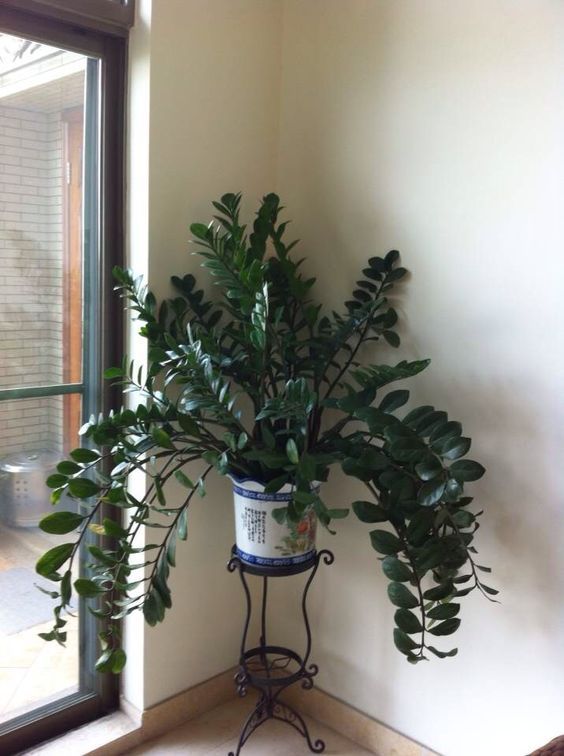 zamiifolia Zamioculcas 17cm زامييفوليا زاميوكولكاس