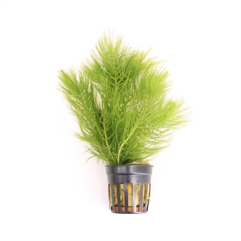 Ceratophyllum demersum