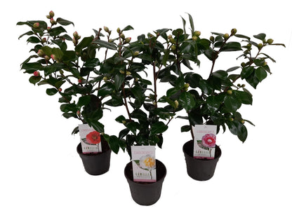 Camellia japonica mixed 15 cm (rauw)