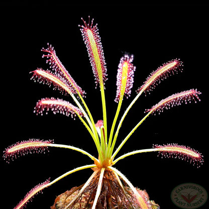 Drosera capenisis
