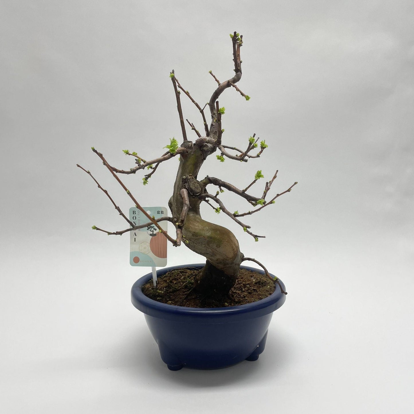 بونزاي السفرجل الصيني  Bonsai 22 cm (herkomst: Japan)