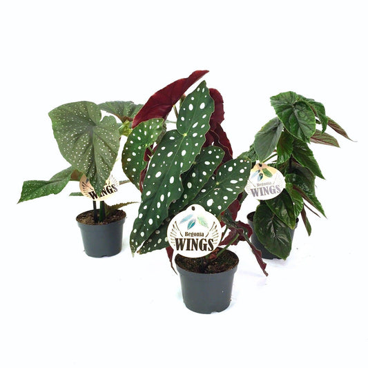 Begonia WINGS