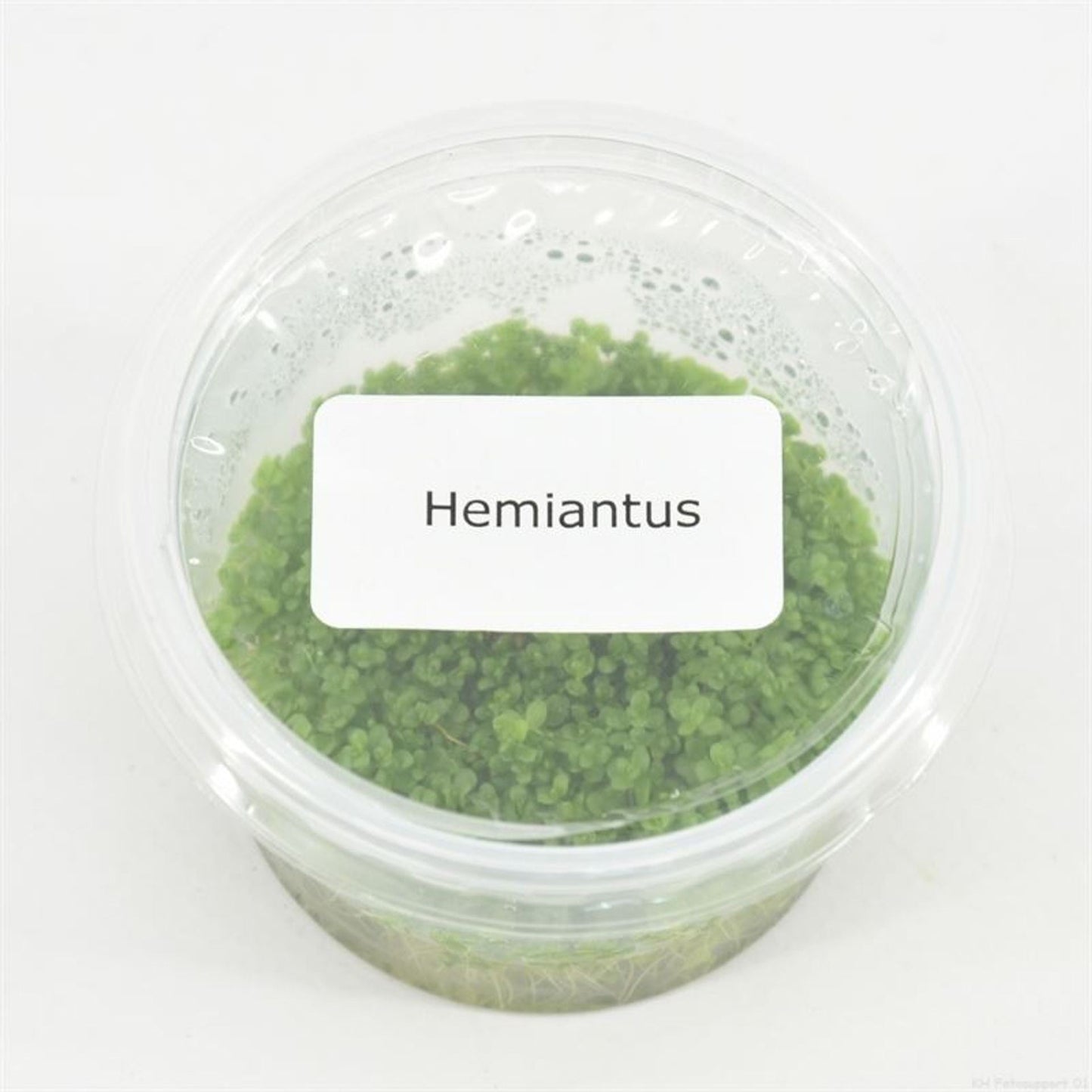 اعشاب مائىة ثيل Hemianthus cal. 'Cuba' (cup 100cc)