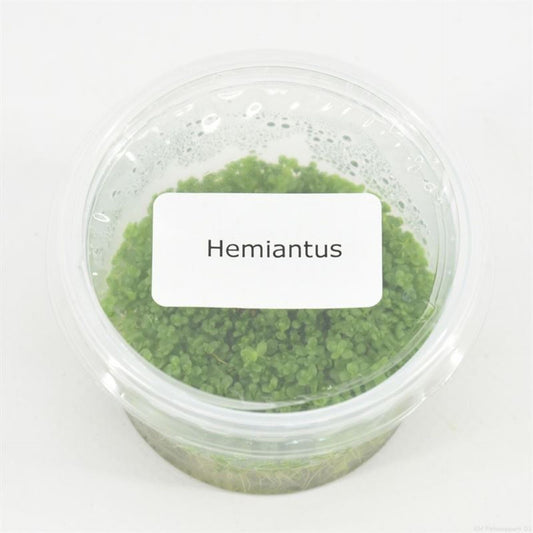 اعشاب مائىة ثيل Hemianthus cal. 'Cuba' (cup 100cc)