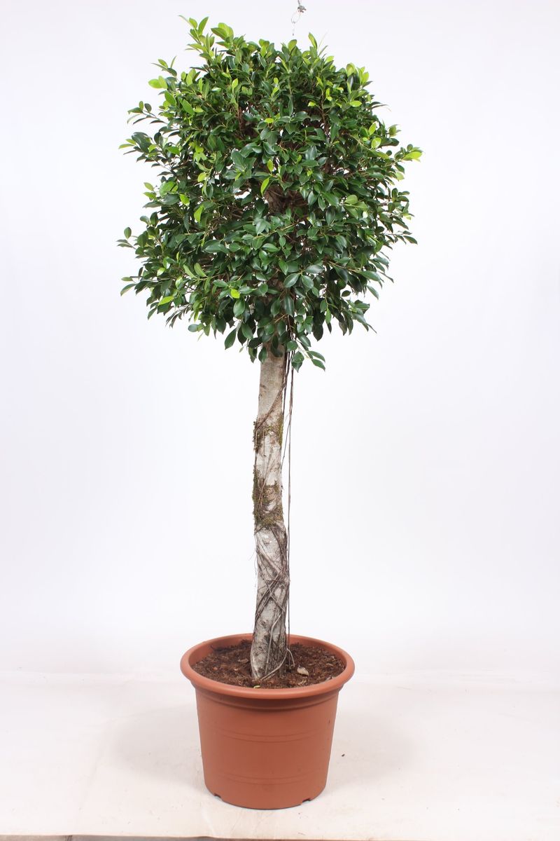 Ficus benjamina Ficus nitida P30 فيكوس بنجامينا، فيكوس نيتيدا