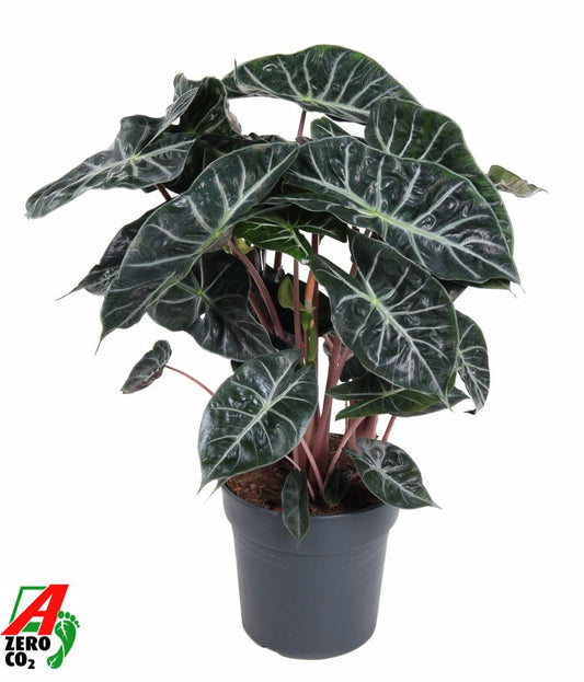 Alocasia pink Dragon الوكاسيا التنين الوردي