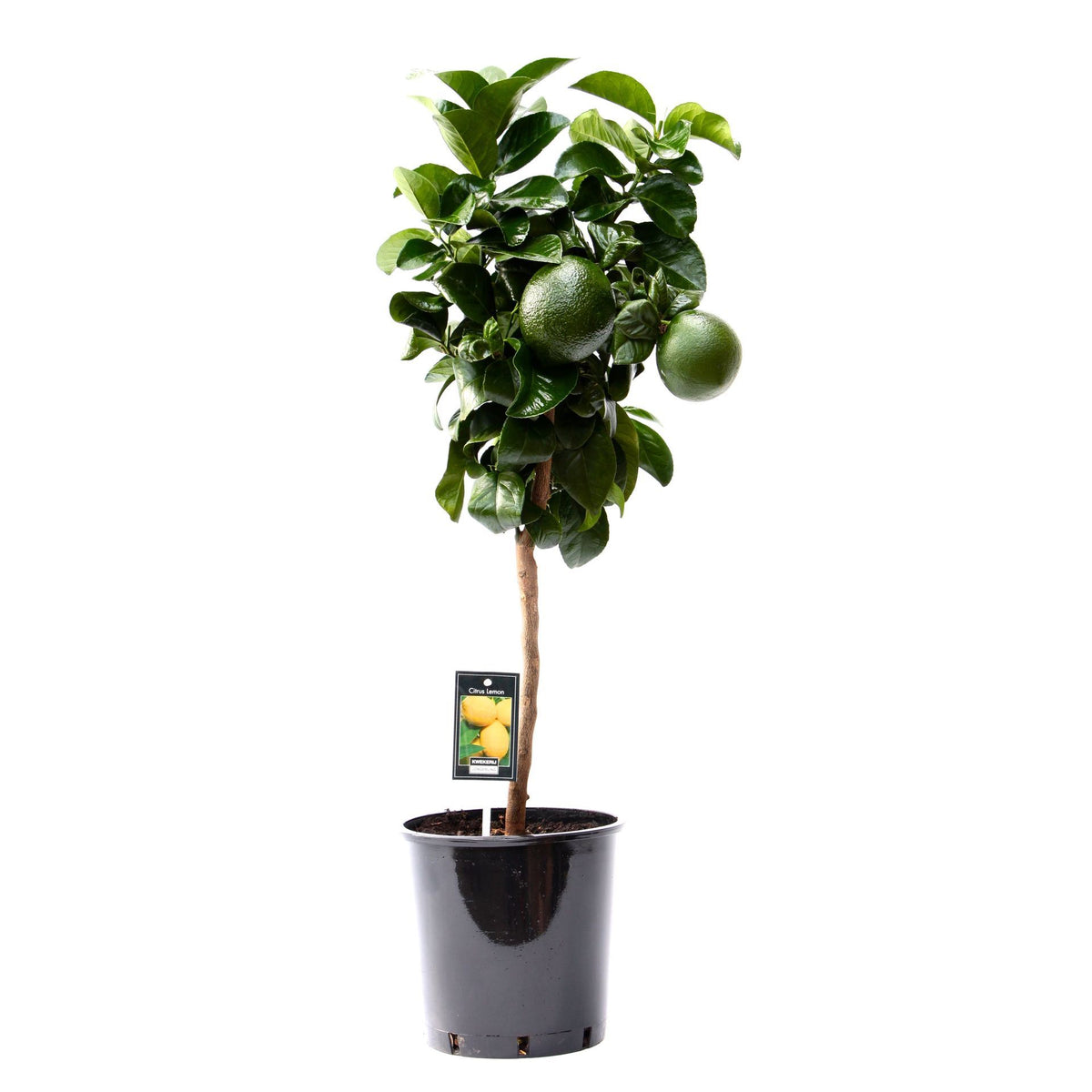 Lemon California ليمون كاليفورنيا