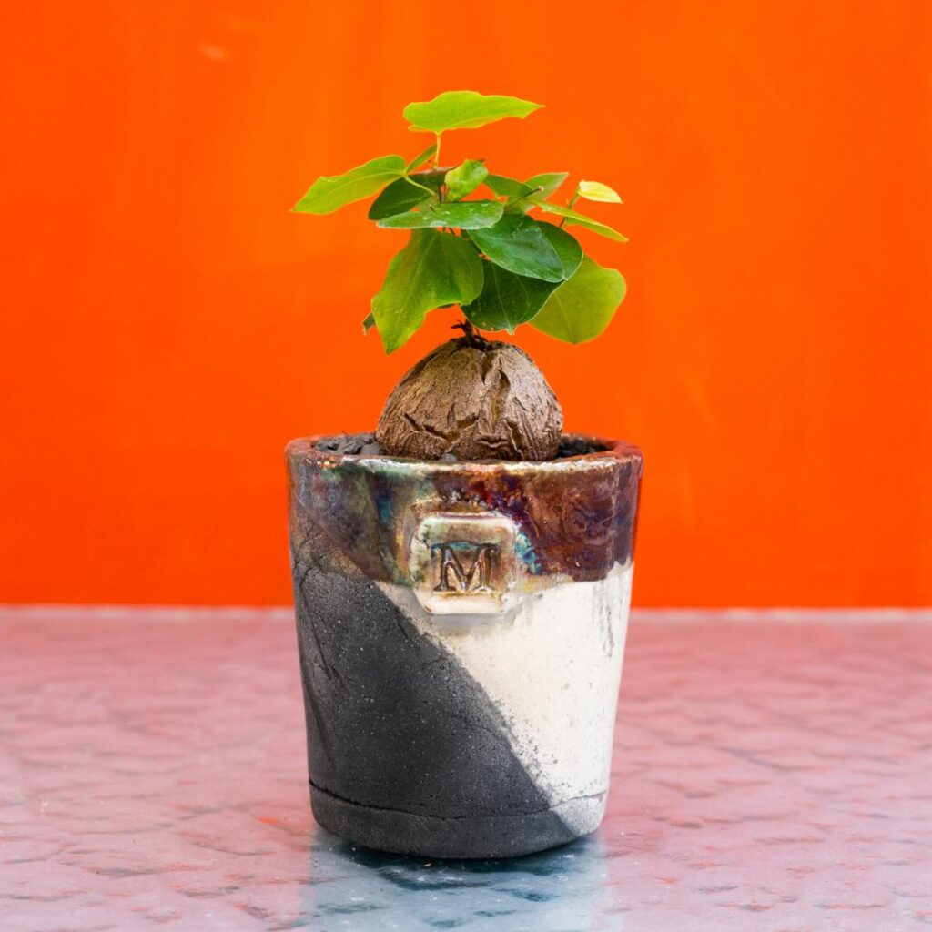 Dioscorea elephantipes رجل الفيل