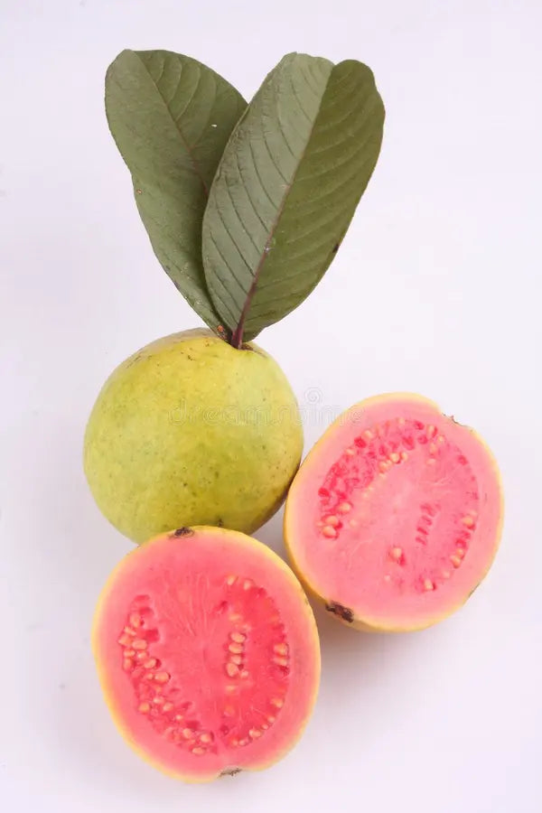 Psidium guajava 'Roja' (Guayaba roja) جوافة