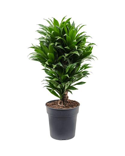 Dracaena Compacta 80 cm