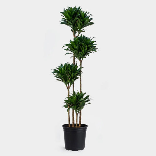 Dracaena Compacta 40cm -  ارتفاع 190cm   دراسينا كومباكتا