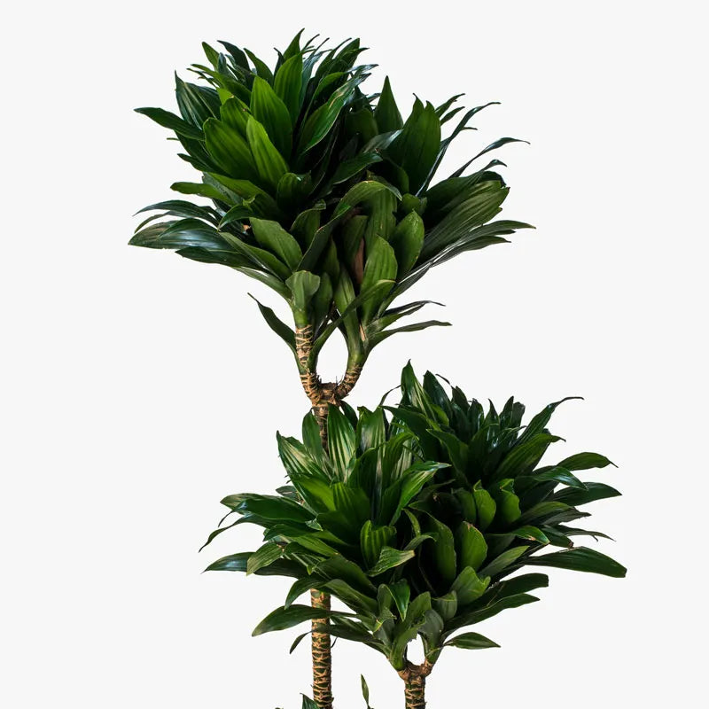 Dracaena Compacta 40cm -  ارتفاع 190cm   دراسينا كومباكتا