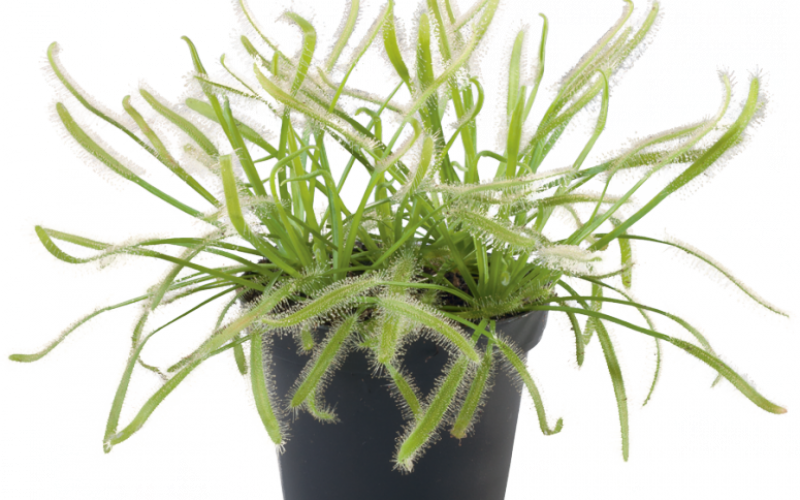 Drosera capensis alba