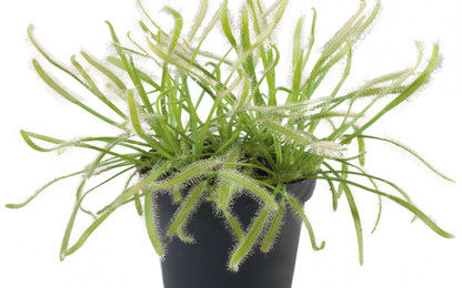 Drosera capensis alba