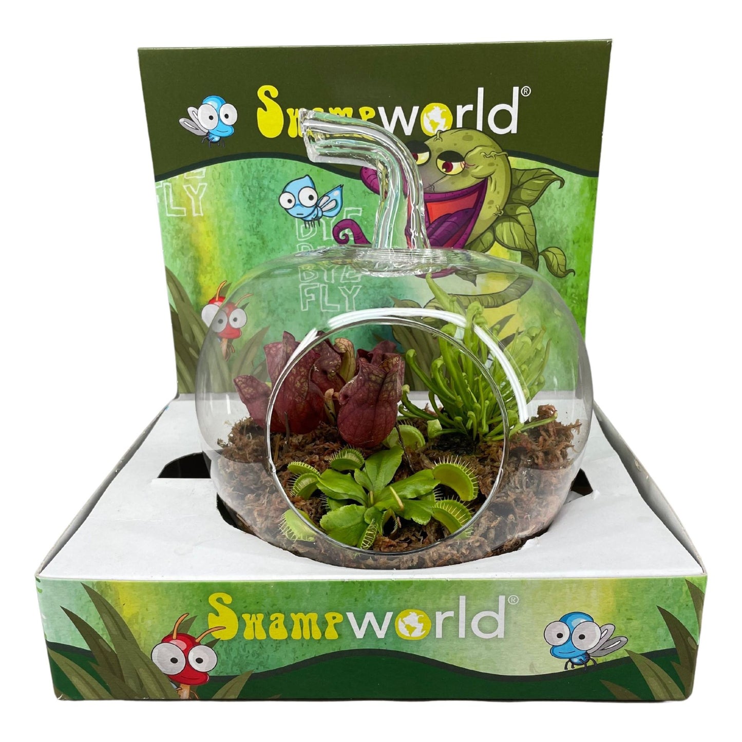 Bye Bye Fly terrarium in display flowering stage: