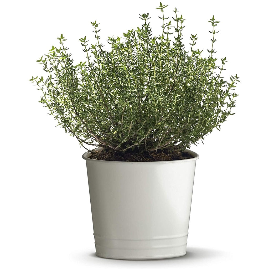 زعتر البرتقال