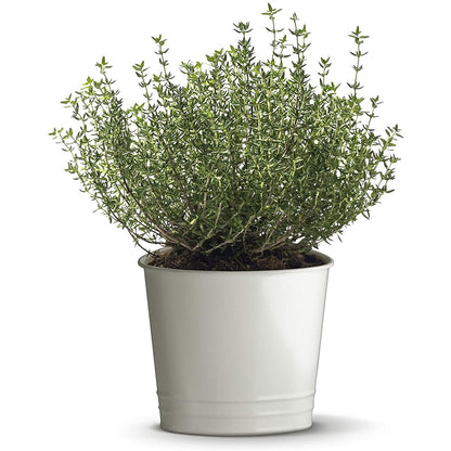 زعتر البرتقال