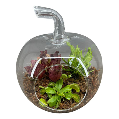 Bye Bye Fly terrarium in display flowering stage: