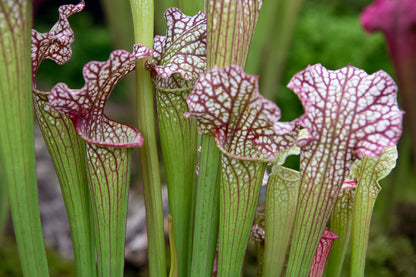 Sarracenia Juditi 12cm