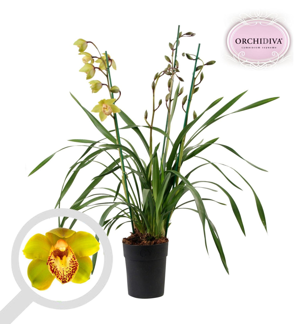 Cymbidium yellow اوركيد هجين