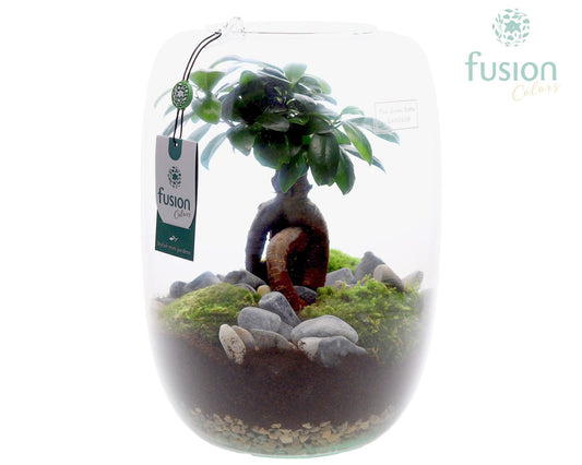 حوض زجاجي شجرة الفيكاس  X-Large with Ficus Ginseng