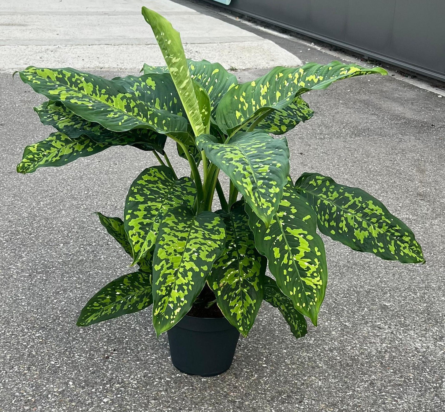 Dieffenbachia Cheetah 30cm