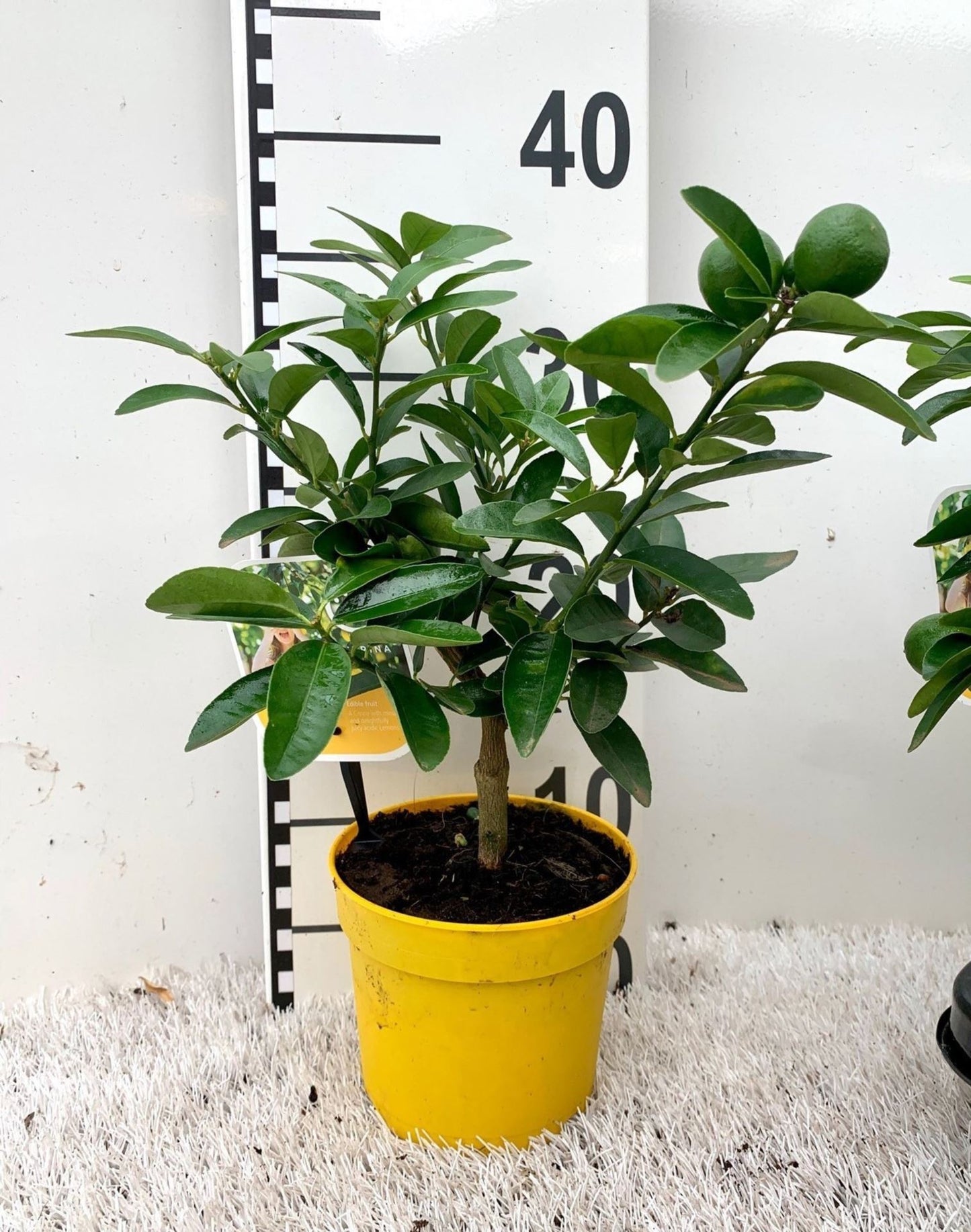 ليموكوات ميني