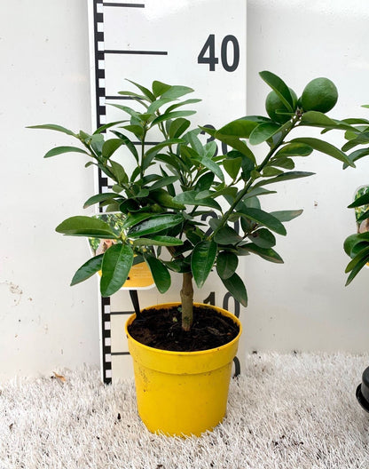 ليموكوات ميني