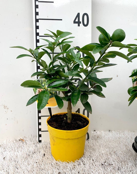 ليموكوات ميني