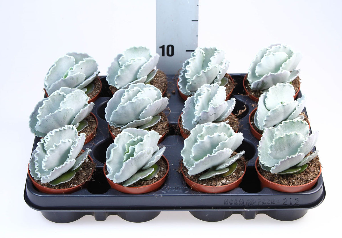 Cotyledon orb. oblonga صبار حبة