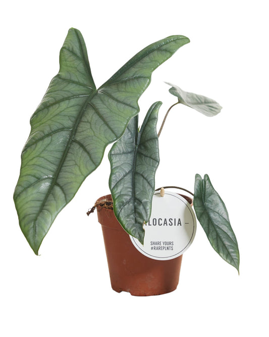 Alocasia Heterophilla الوكاسيا الرمح