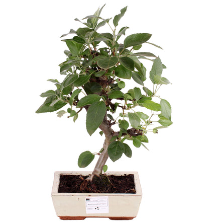 Bonsai بونزاي التفاح