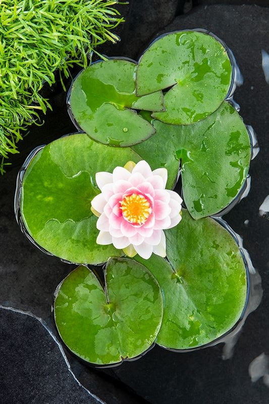 Nymphaea 'M'd Wilfron Gonnere' 3L.